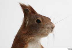 Head Squirrel Animal photo references